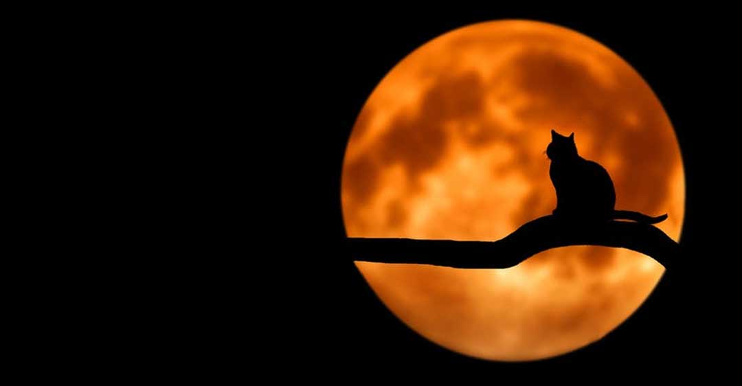 silueta de luna llena naranja con gato en rama, 6 historias de litigios que dan miedo,